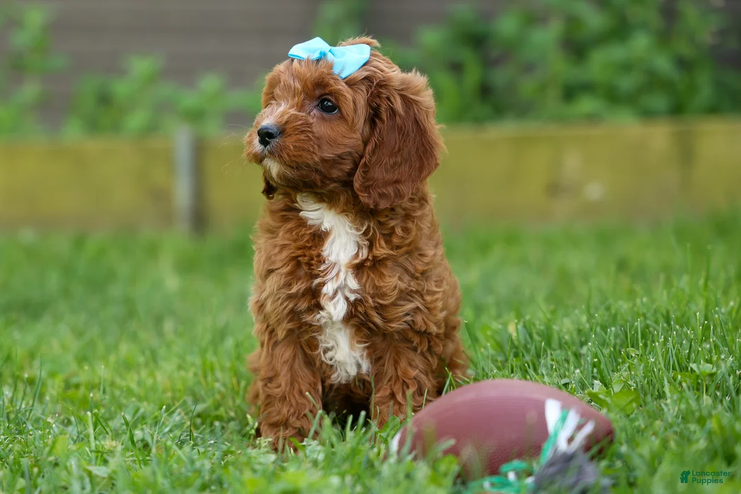 Cavapoo dogs for sale: OSCAR - Ad 1