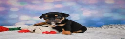 English Bulldog dogs for sale: Addi - Ad 7