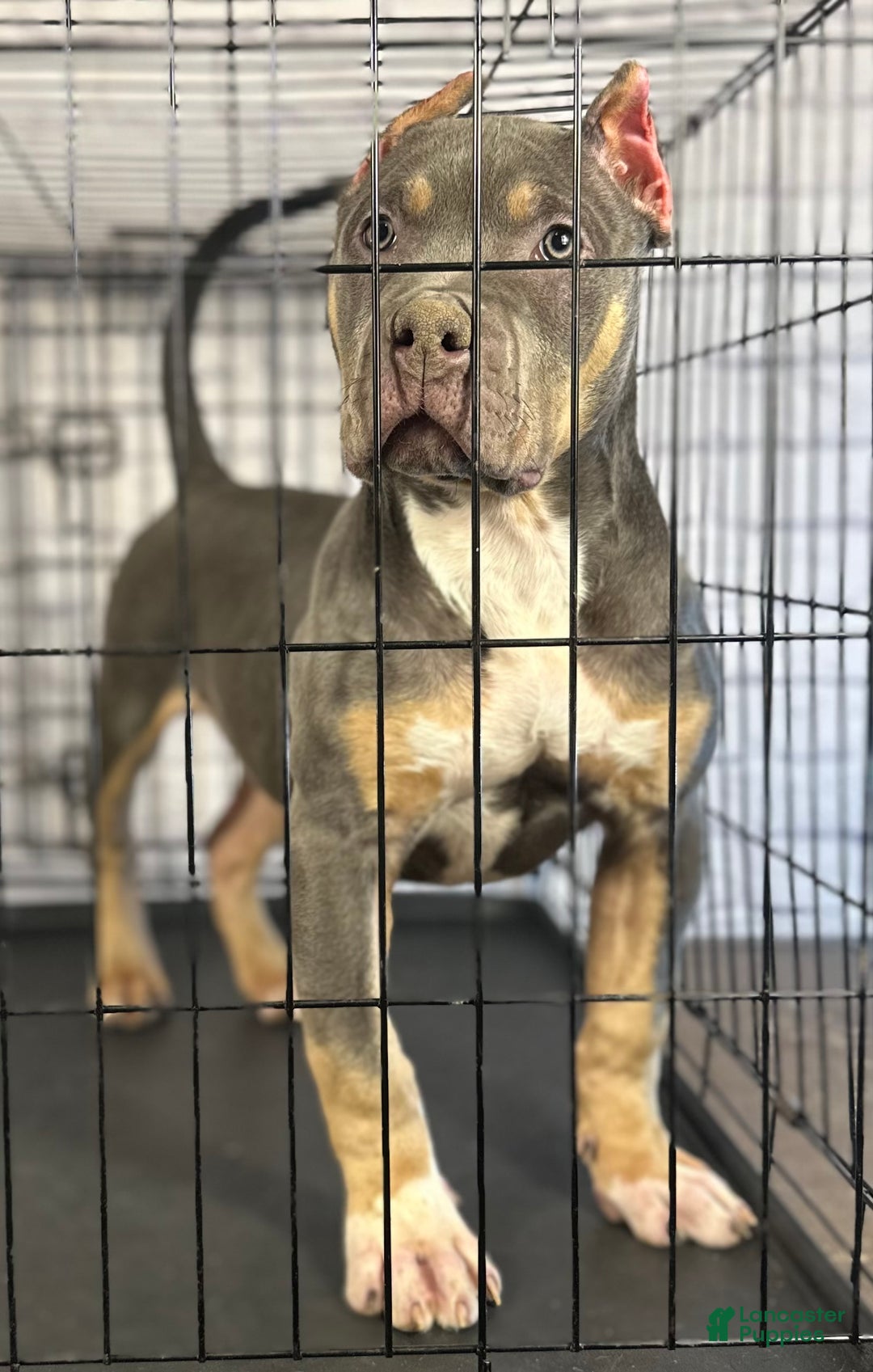 American Bully dogs for sale: Diezel - Ad 7