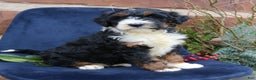 Mini Bernedoodle dogs for sale: Austin  - Ad 3