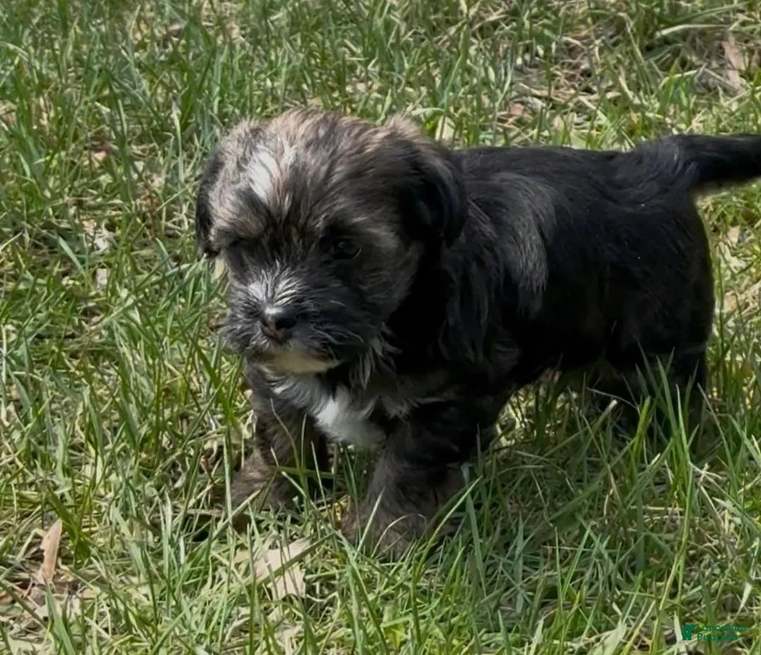 Yorkiepoo dogs for sale: Conan - Ad 2