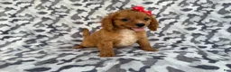 Cavapoo dogs for sale: Rissa - Ad 3