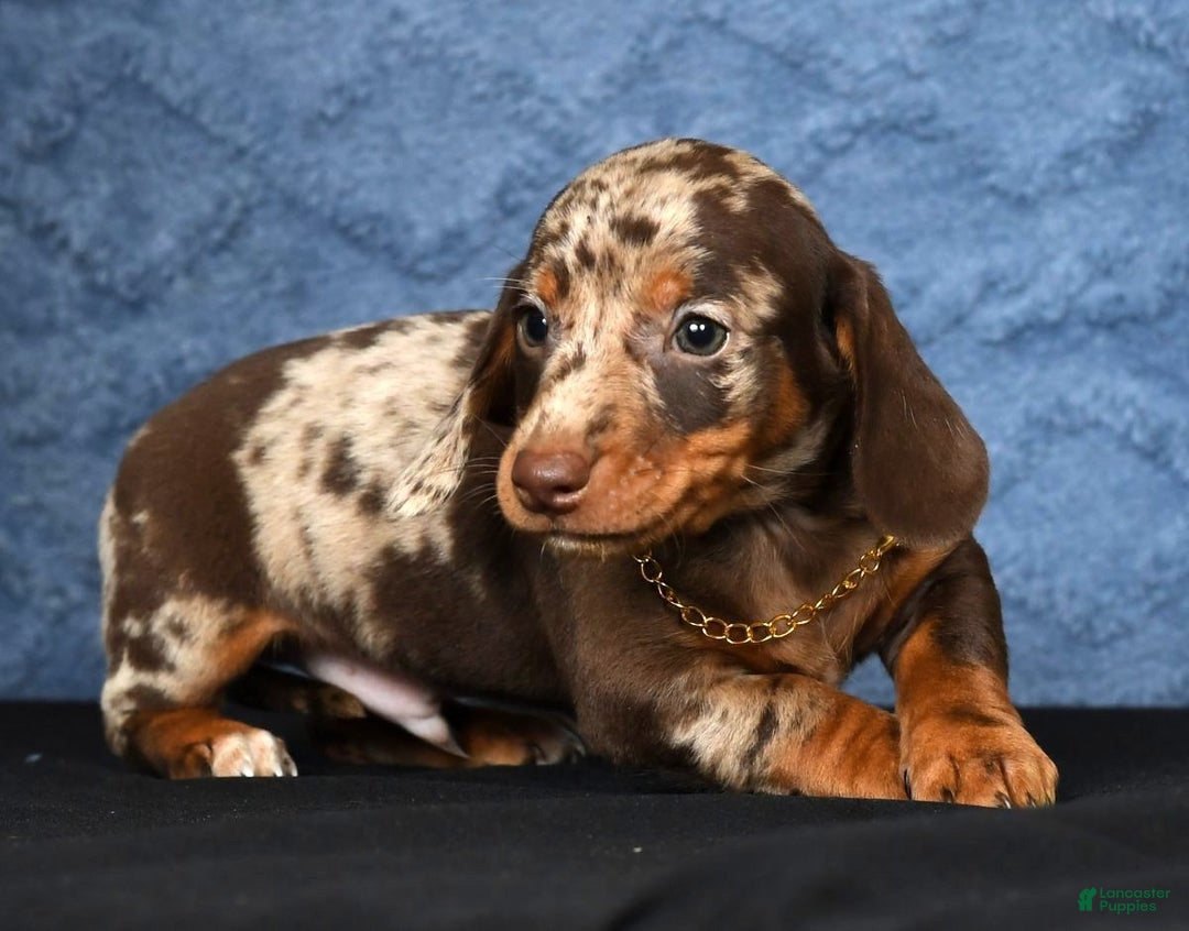 Miniature Dachshund dogs for sale: Rocky - Ad 9