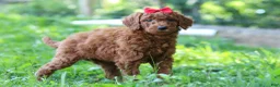 Standard Poodle dogs for sale: Bella AKC - Ad 4