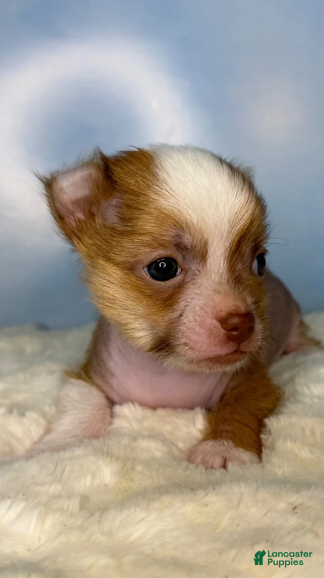 Mixed Breed dogs for sale: Little Henry  - Ad 2