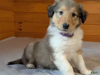 Collie dogs for sale: Snickers - Ad 3