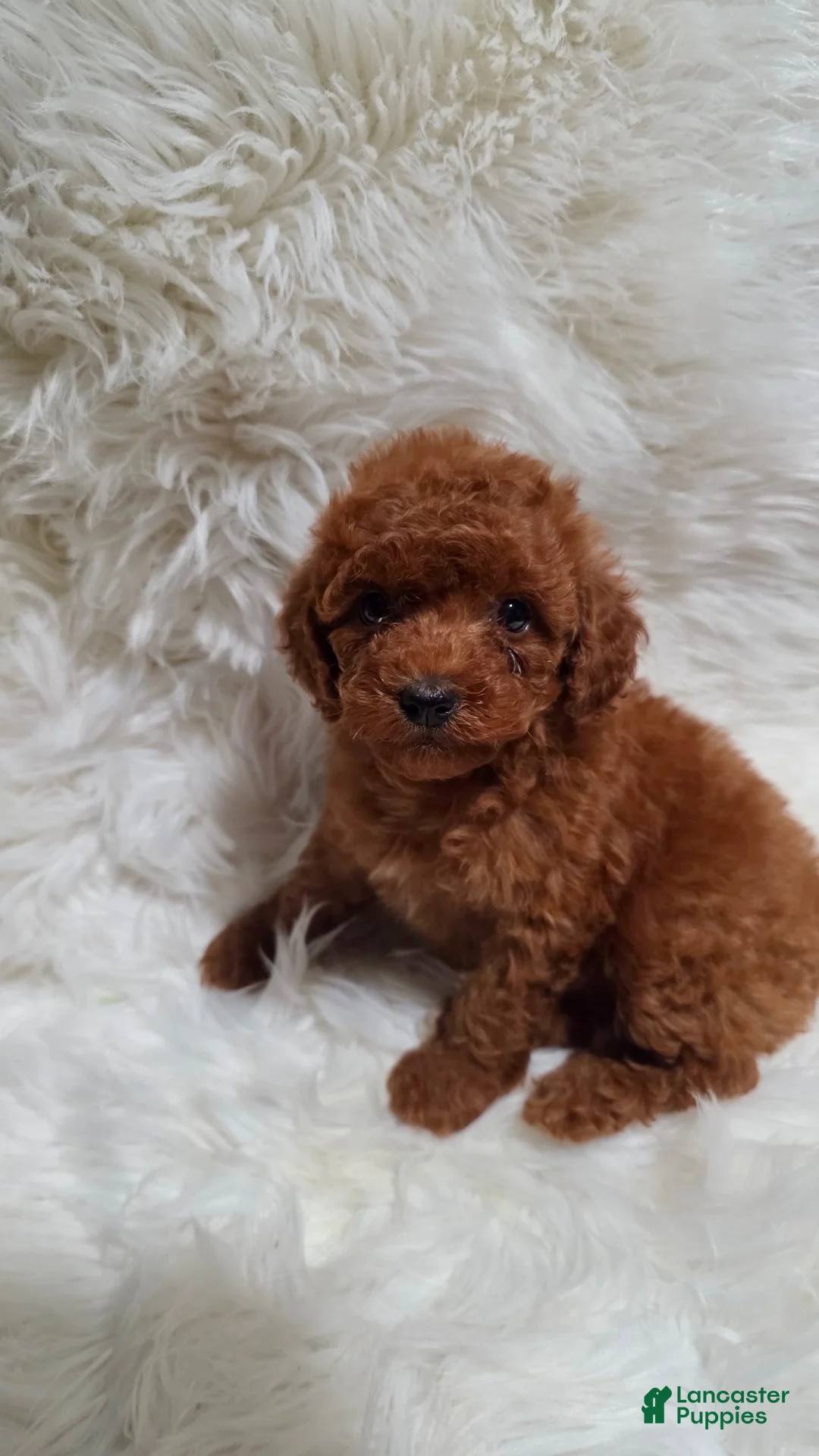 Toy Poodle dogs for sale: Female deep red - Ad 1