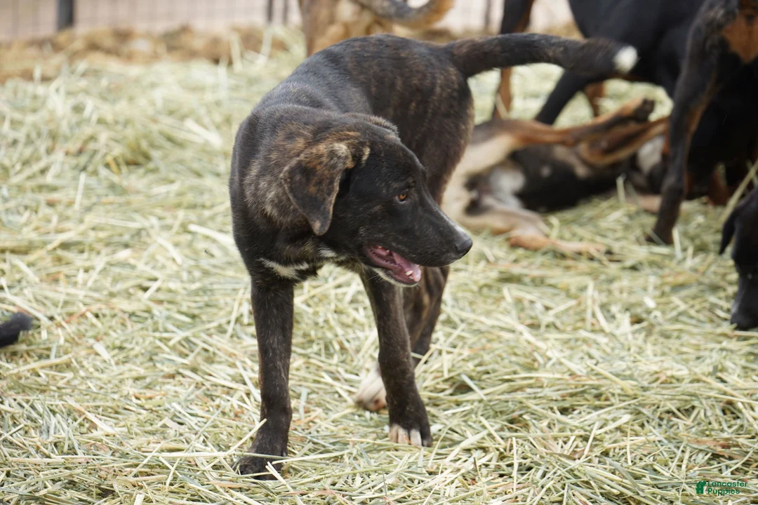 Mixed Breed dogs for sale: Bear Tiscar Farm Dog - Ad 24