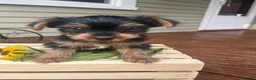 Yorkshire Terrier dogs for sale: Arty - Ad 3