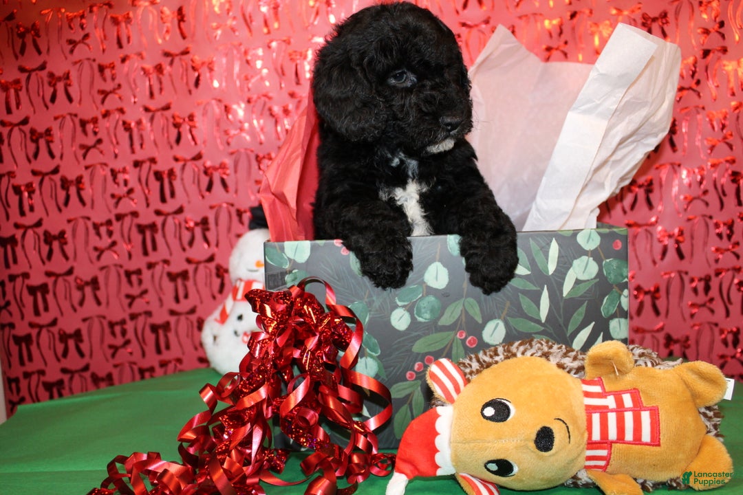 Miniature Poodle dogs for sale: Pepper - Ad 11