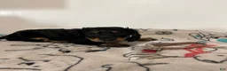 Miniature Dachshund dogs for sale:  Millie - Ad 3