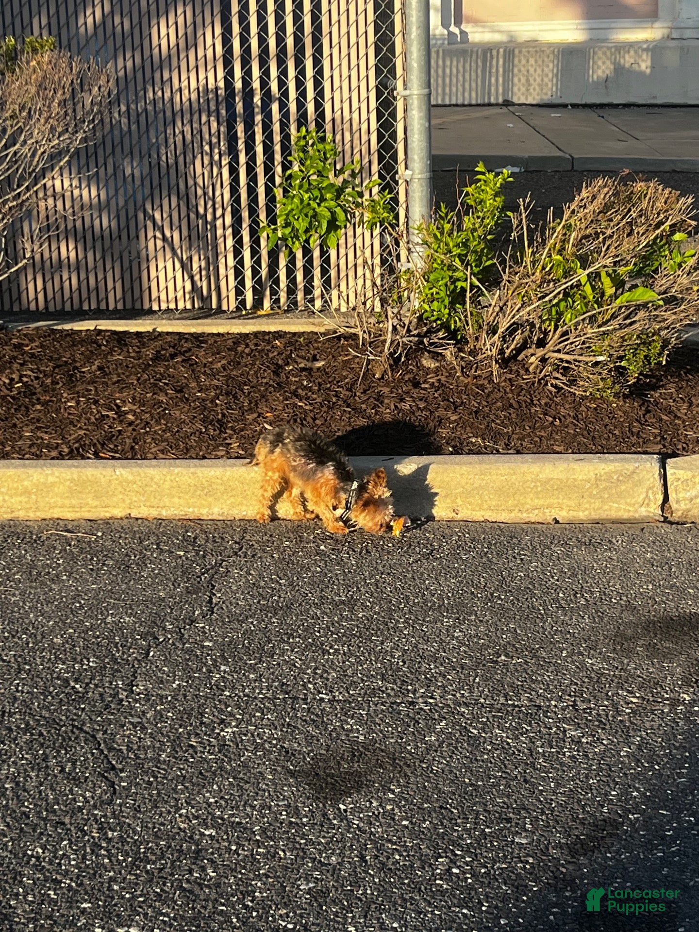 Yorkshire Terrier dogs for sale: Yorkshire Terrier 1 - Ad 3