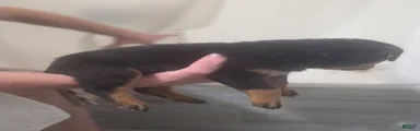 Rottweiler 3