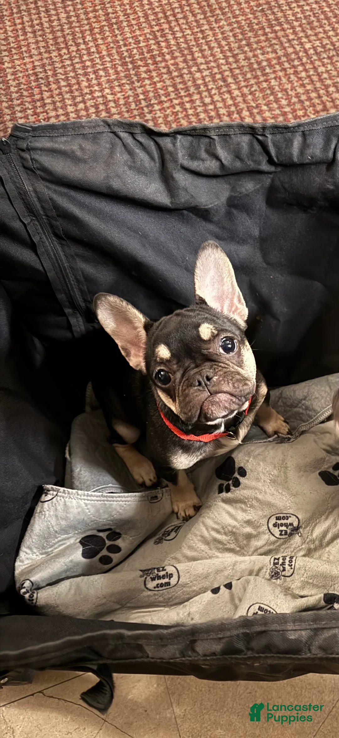French Bulldog dogs for sale: Phoebe  - Ad 1