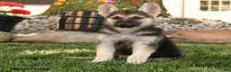 German Shepherd dogs for sale: Funny  - Ad 5