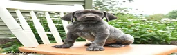 German Shorthaired Pointer dogs for sale: Rocky - Ad 5