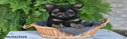 Yorkshire Terrier dogs for sale: Lenny - Ad 5