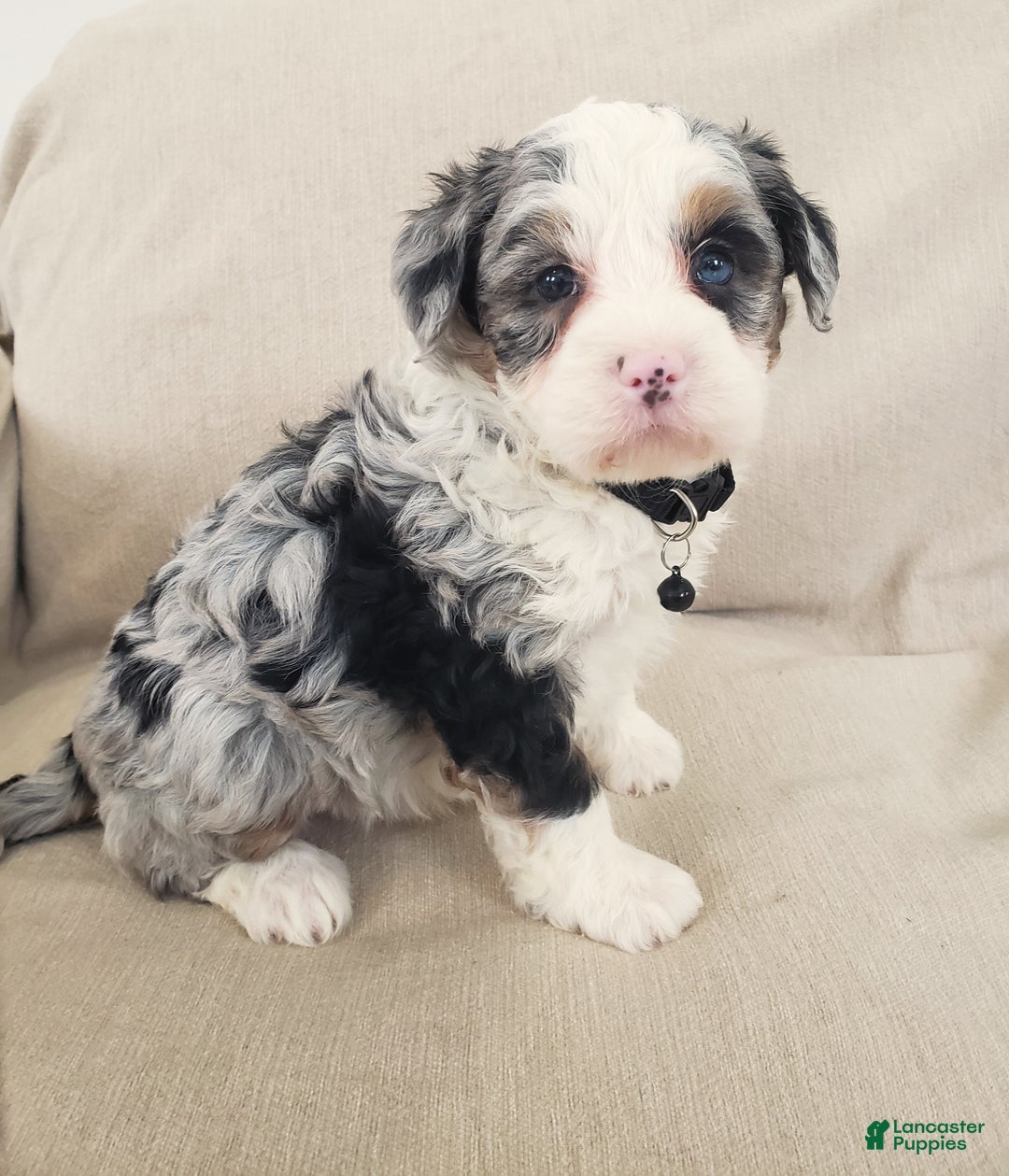 Mini Bernedoodle dogs for sale: Ace - Ad 4