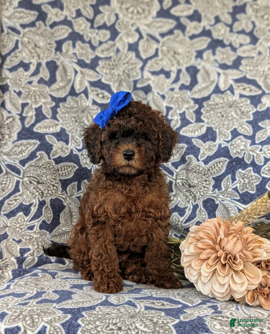 Shihpoo dogs for sale: Elsie - Ad 4