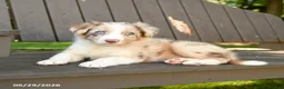 Border Collie dogs for sale: Monty - Ad 4
