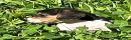 Beagle dogs for sale: Beagle 2 - Ad 8