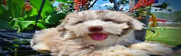 Havapoo dogs for sale: Espresso - Ad 4