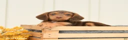 Mixed Breed dogs for sale: Fiona - Ad 2