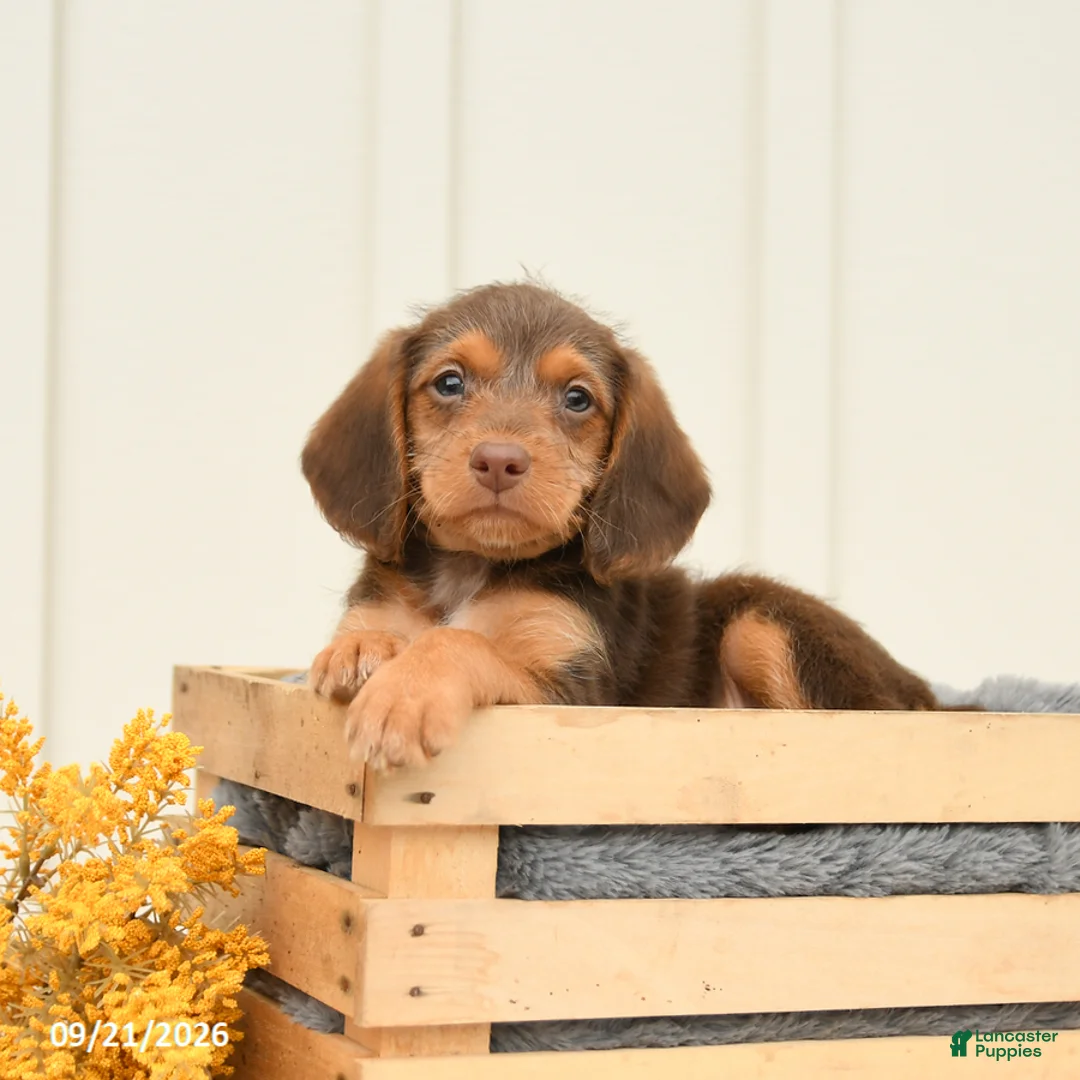Mixed Breed dogs for sale: Fiona - Ad 2
