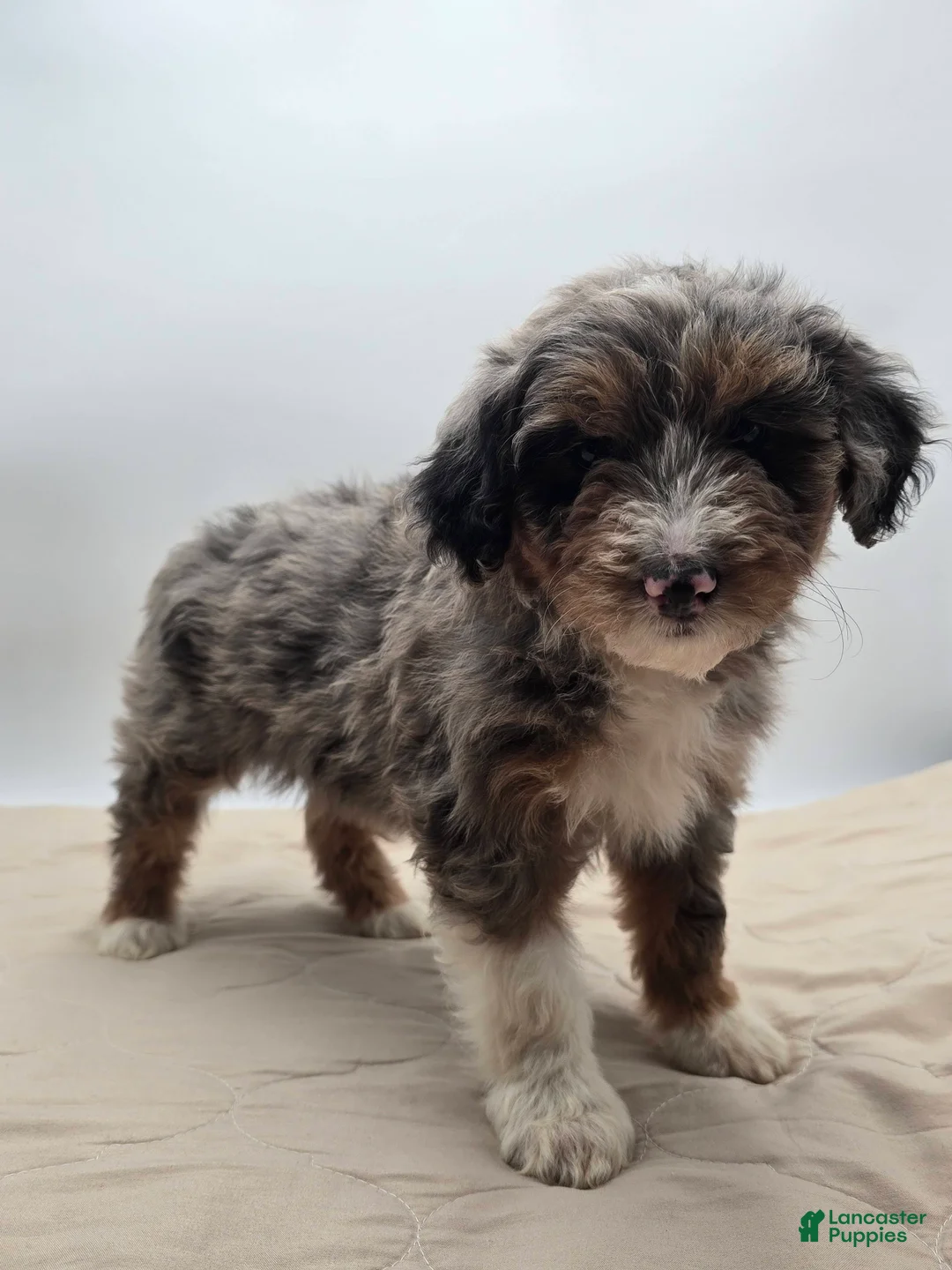 Aussiedoodle dogs for sale: Lettie - Ad 2