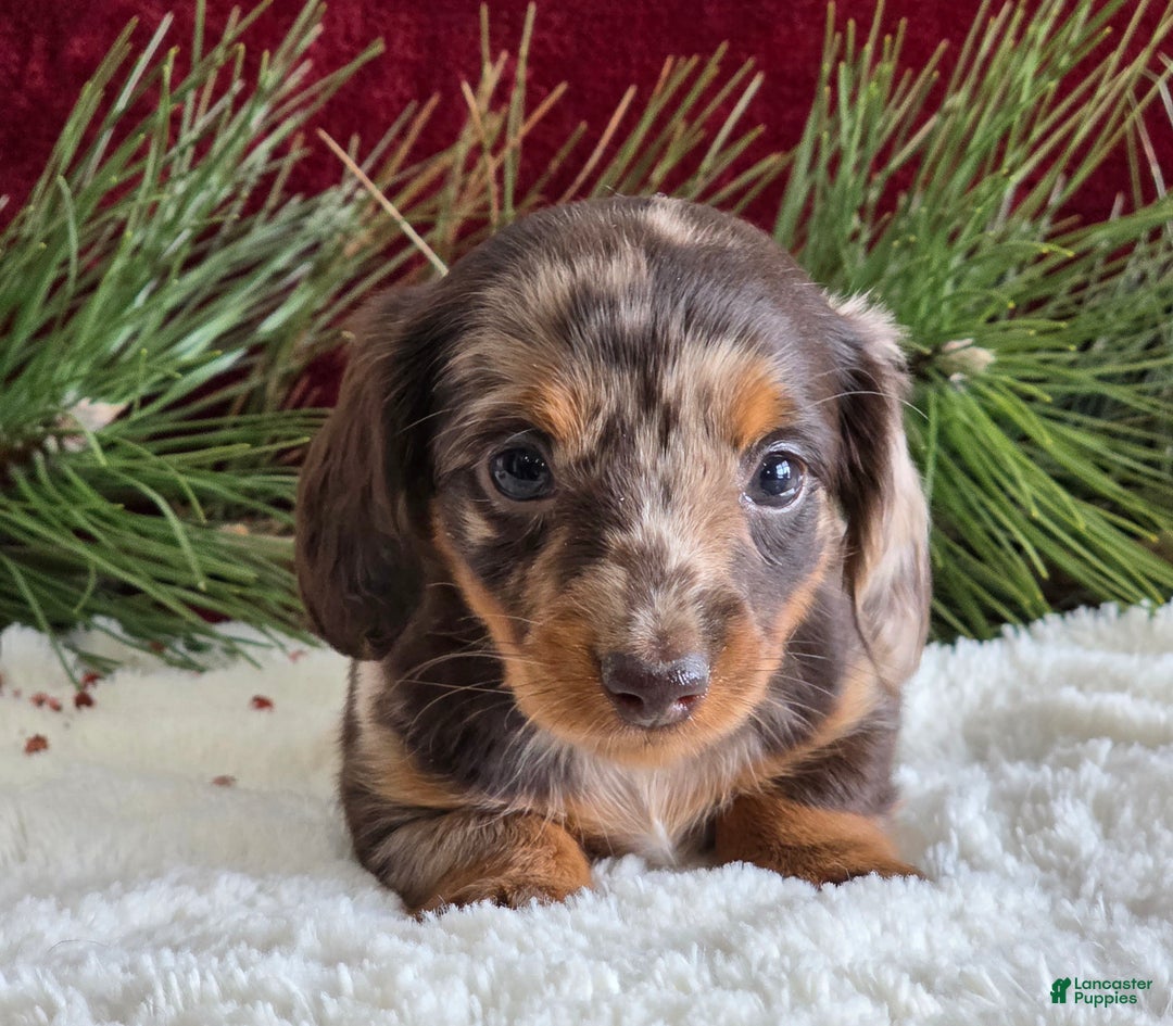 Miniature Dachshund dogs for sale: Kylie  - Ad 9