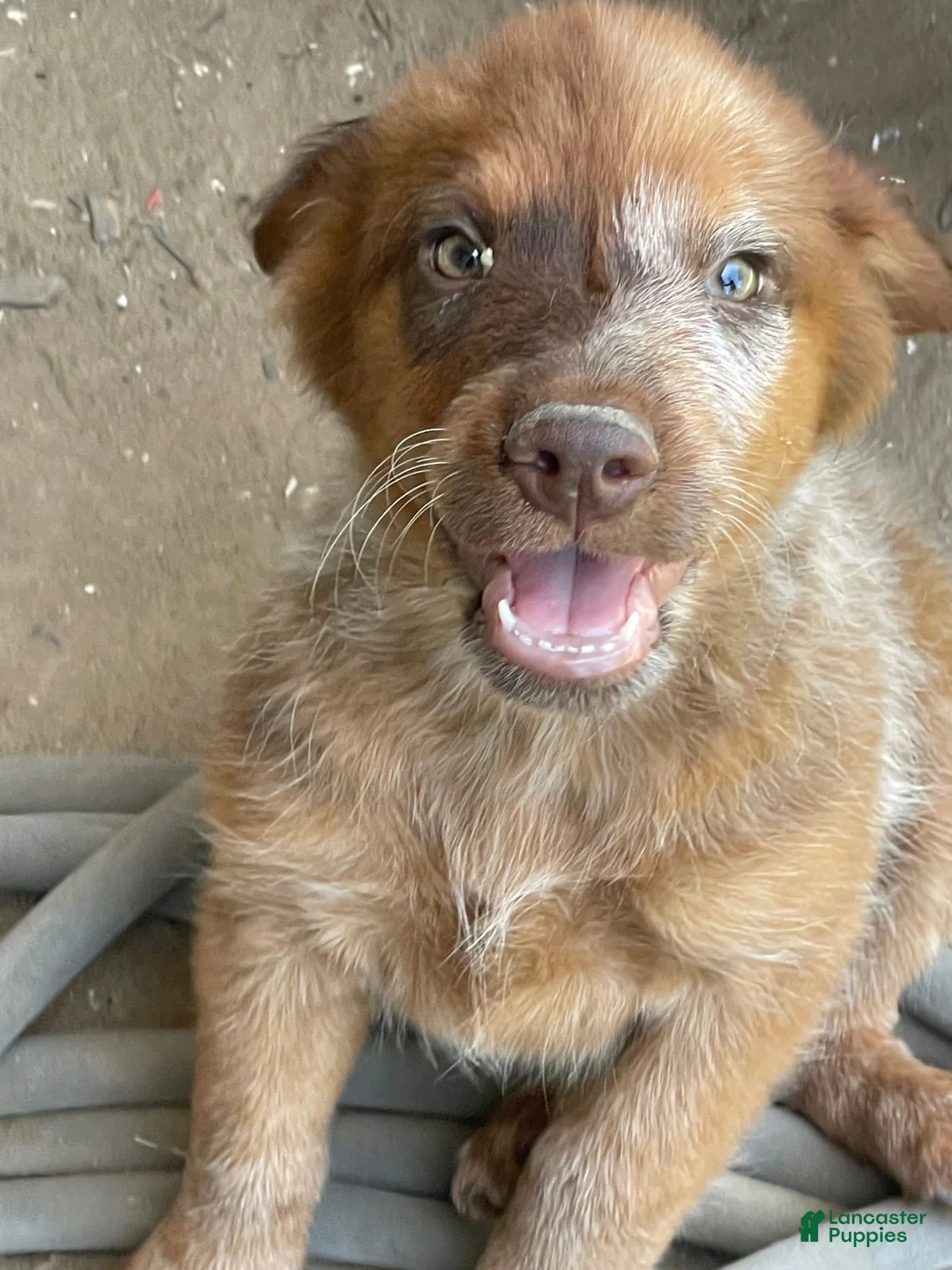 Mixed Breed dogs for sale: Doberdoodle - Ad 1