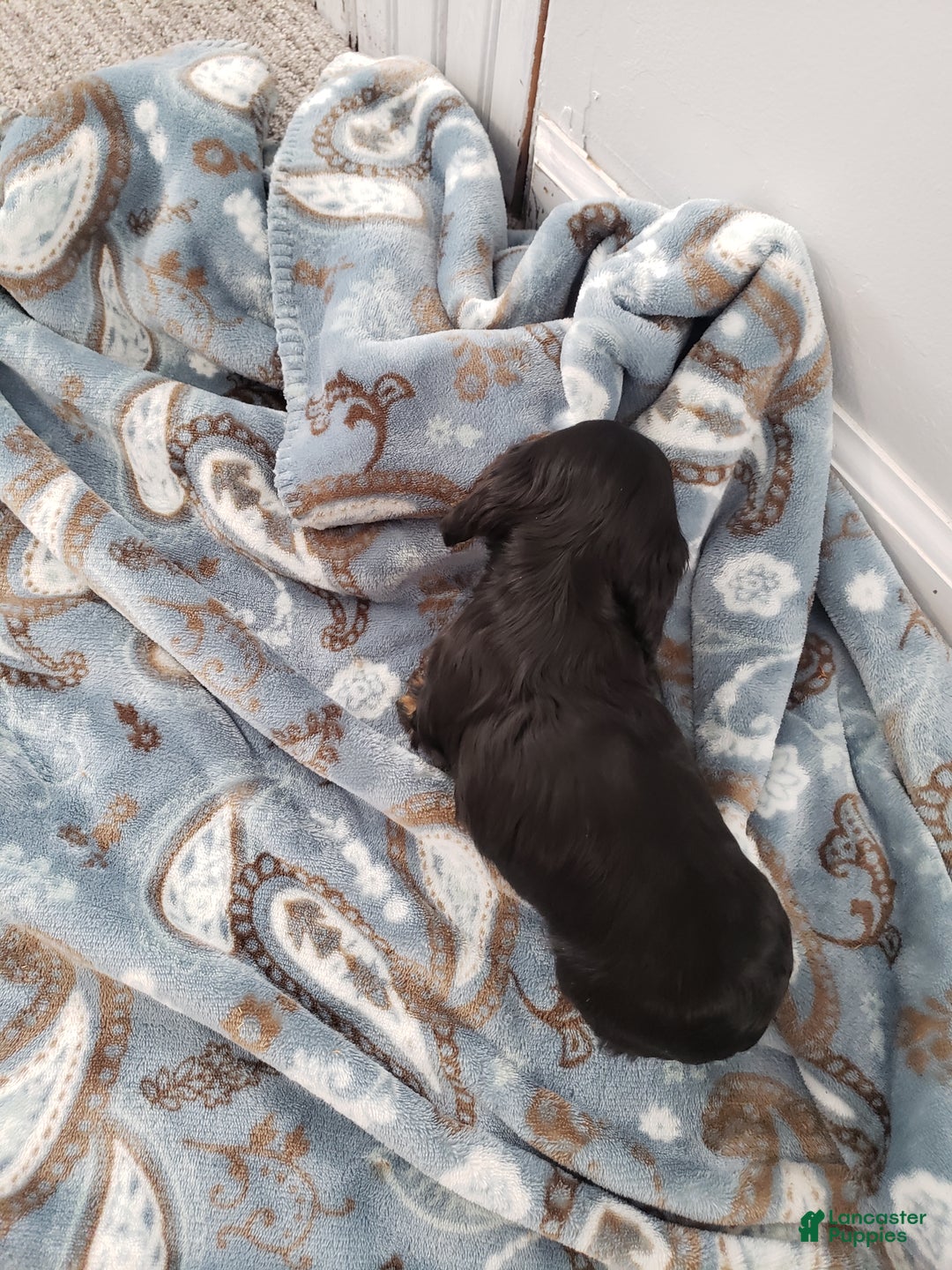 Miniature Dachshund dogs for sale: Theo - Ad 11
