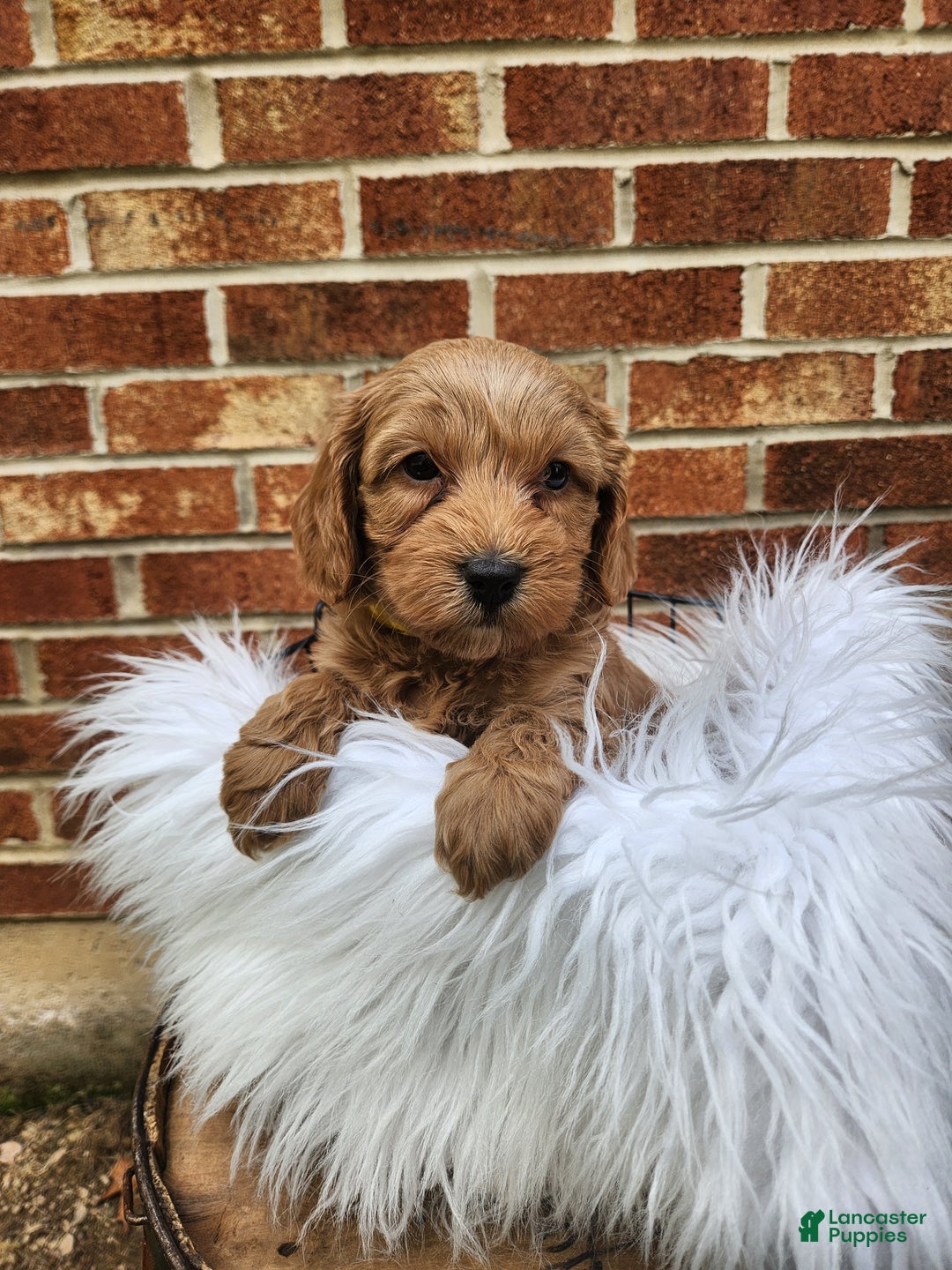 Mini Goldendoodle dogs for sale: JESSA - MINI GOLDENDOODLE LOVELY PUPPY (RICHLAND, PA) - F1BB - Ad 7