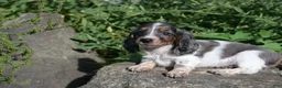 Miniature Dachshund dogs for sale: Molly - Ad 7