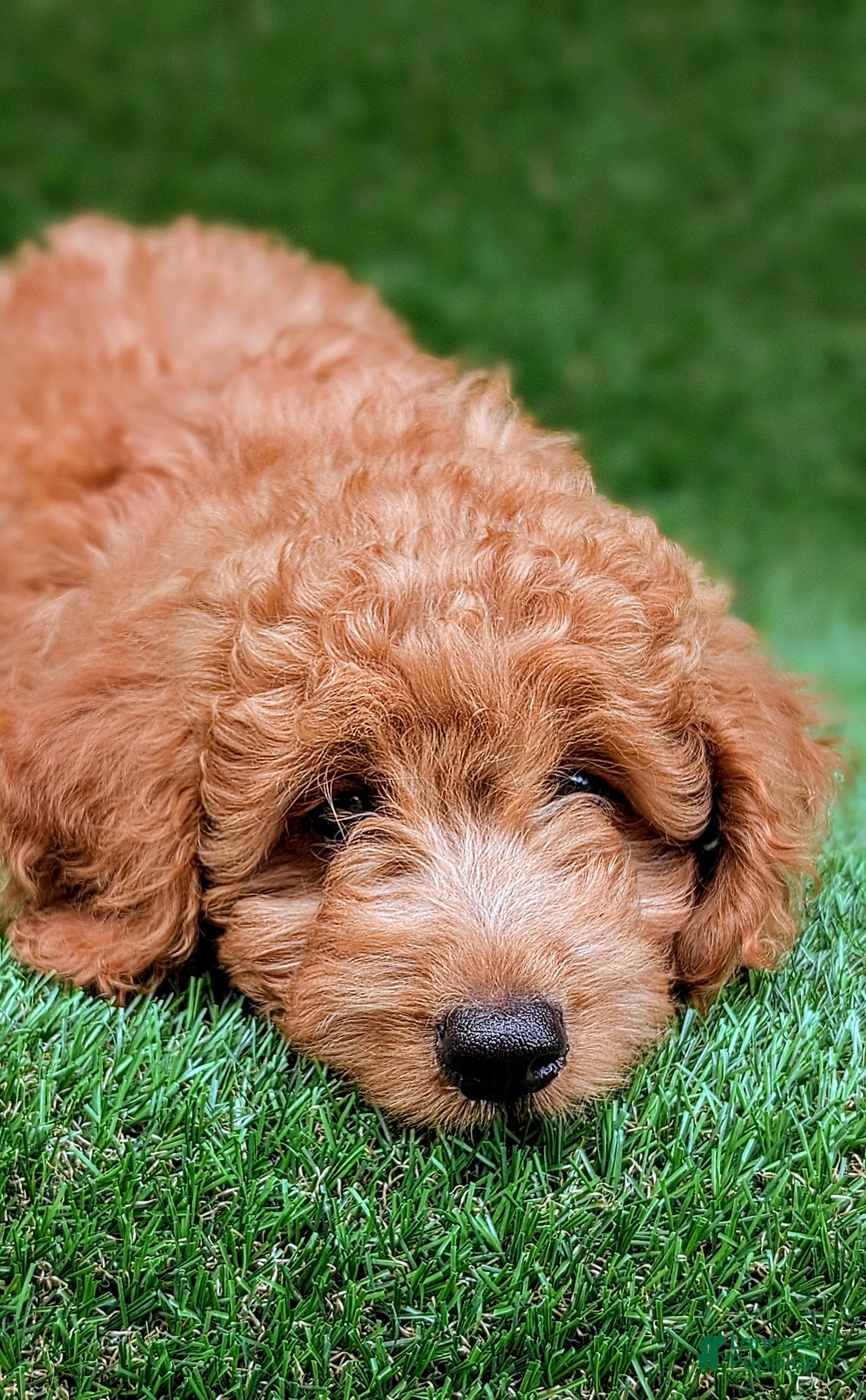 Mini Goldendoodle dogs Max  - Ad 1