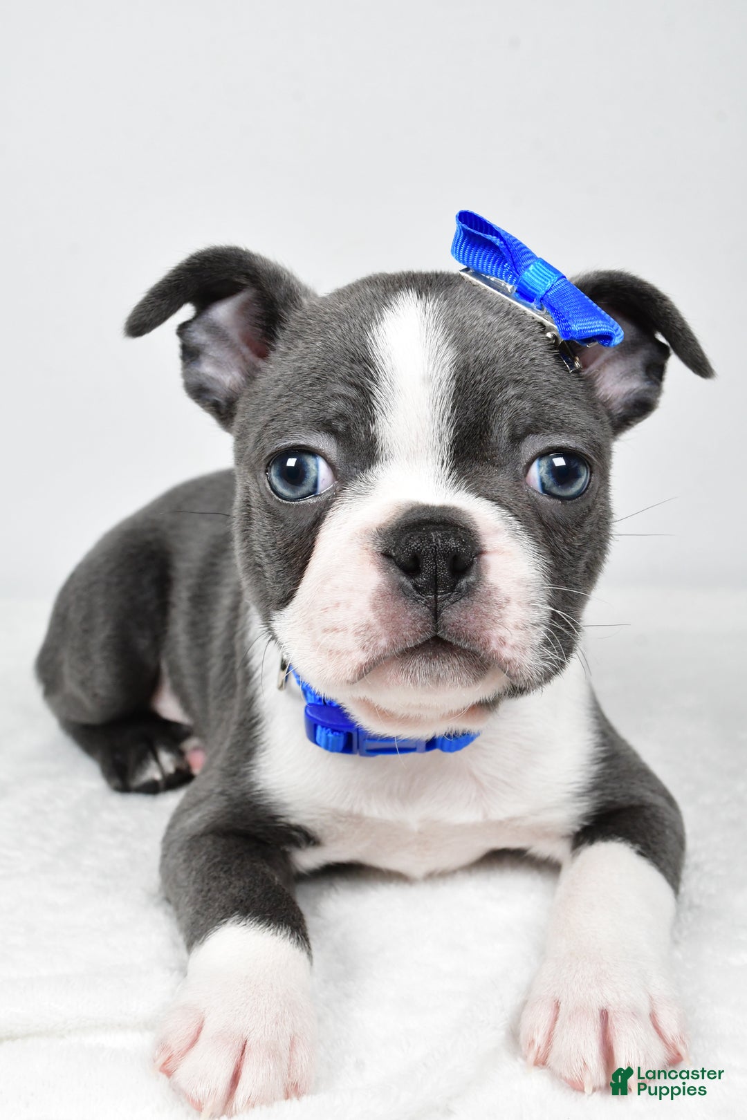 Boston Terrier dogs for sale: Griffin - Ad 4