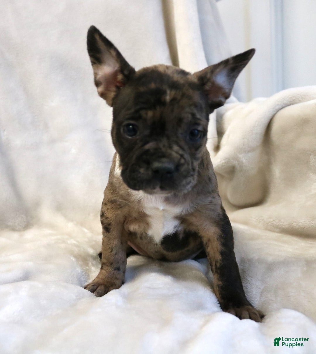 Frenchton dogs for sale: Caylee - Ad 10