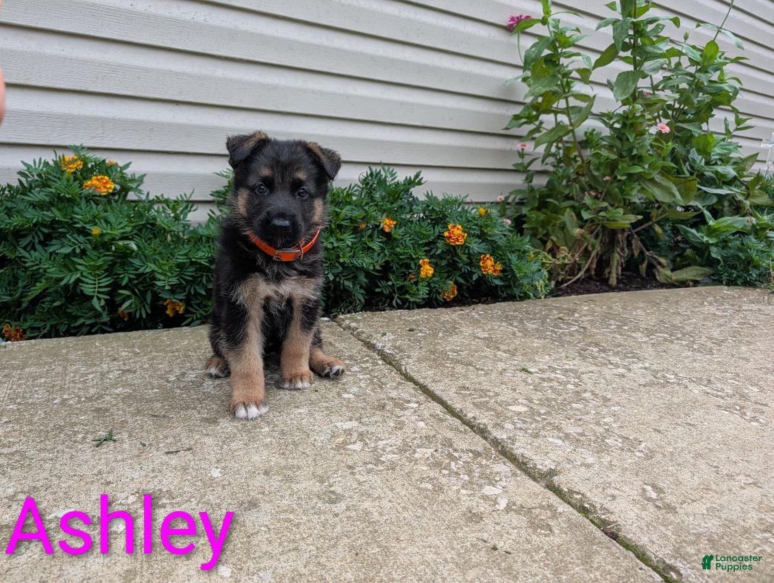 German Shepherd dogs Ashley - Ad 1