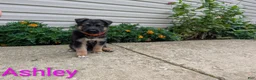 German Shepherd dogs for sale: Ashley - Ad 7