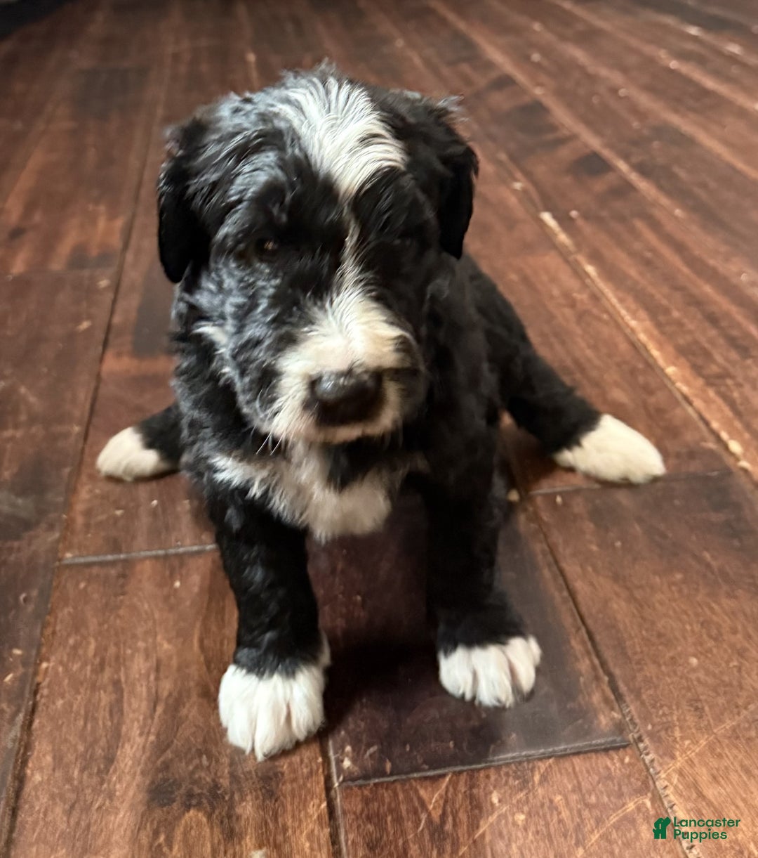 Bernedoodle dogs for sale: Max - Ad 4