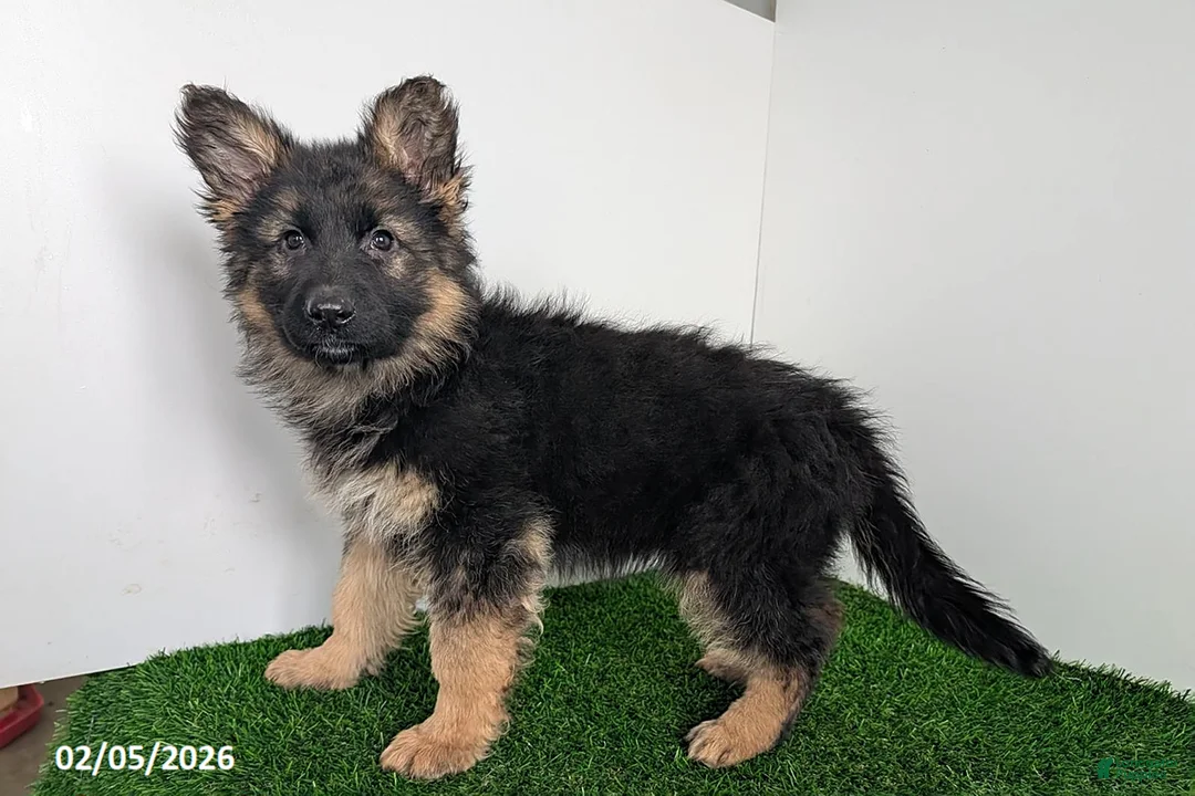 German Shepherd dogs for sale: Charlotte - Ad 5