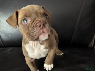 American Bully dogs - Ad 5