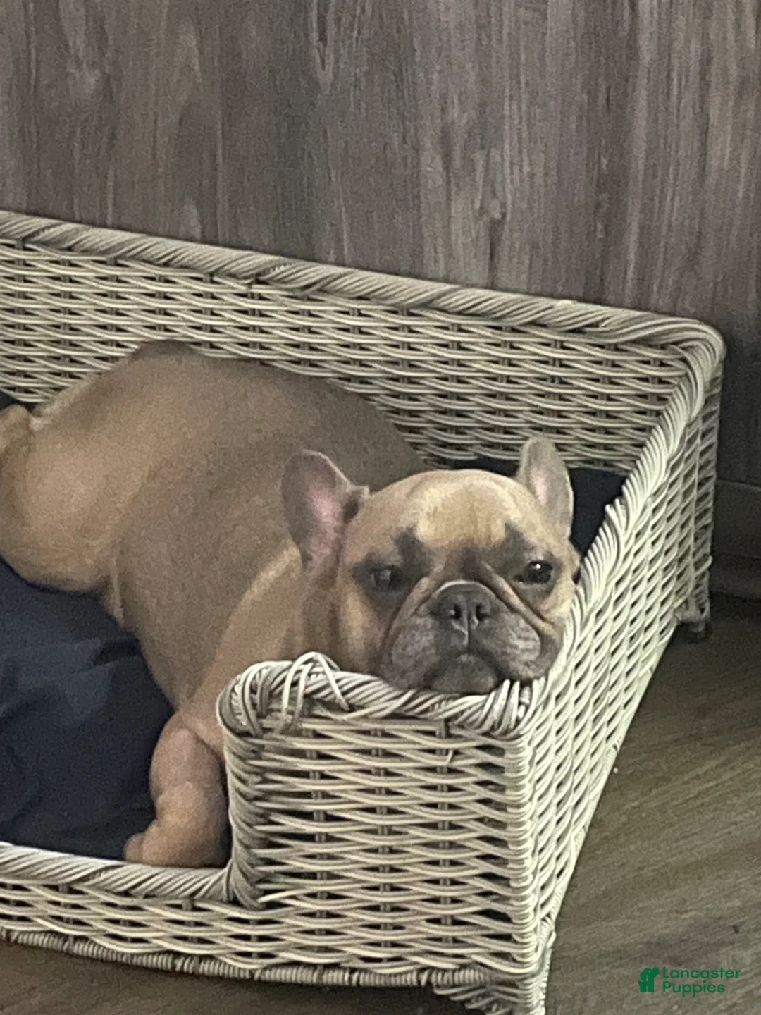 French Bulldog dogs for sale: French Bulldog Puppy 1 - Ad 4