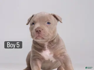 American Bully dogs 🐉🐾 - Ad 26