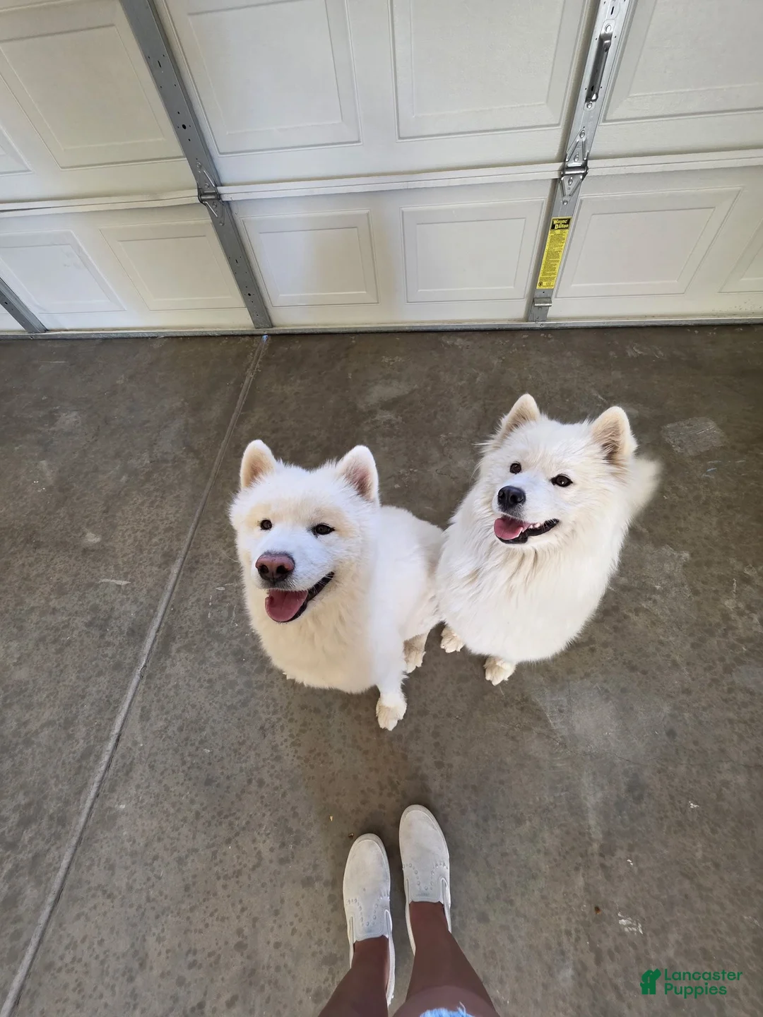Samoyed dogs for sale: Samoyed 5 - Ad 2