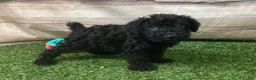 Kerry Blue Terrier dogs for sale: Paris - Ad 4