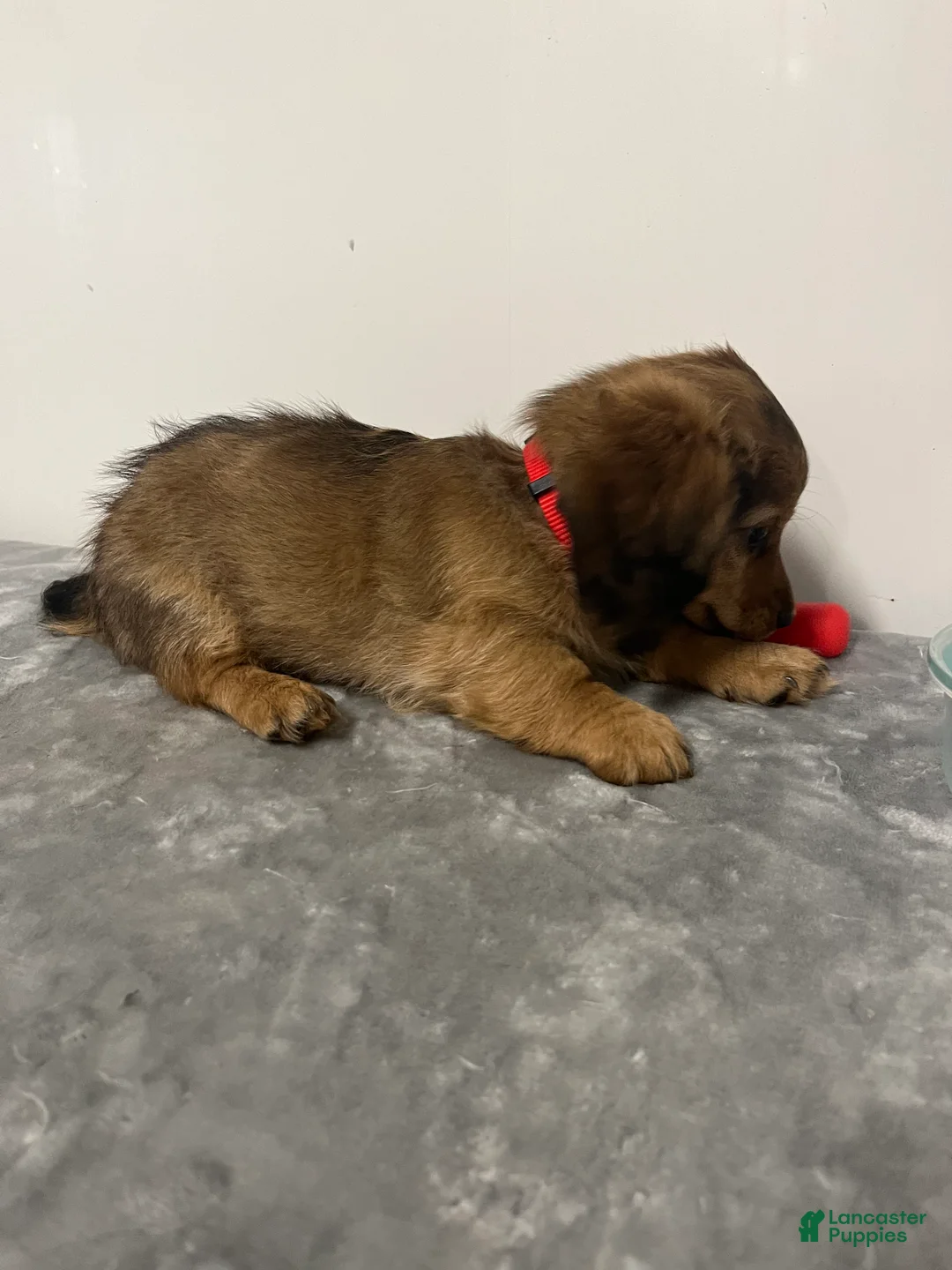 Miniature Dachshund dogs for sale: Miniature Dachshund oscar - Ad 2