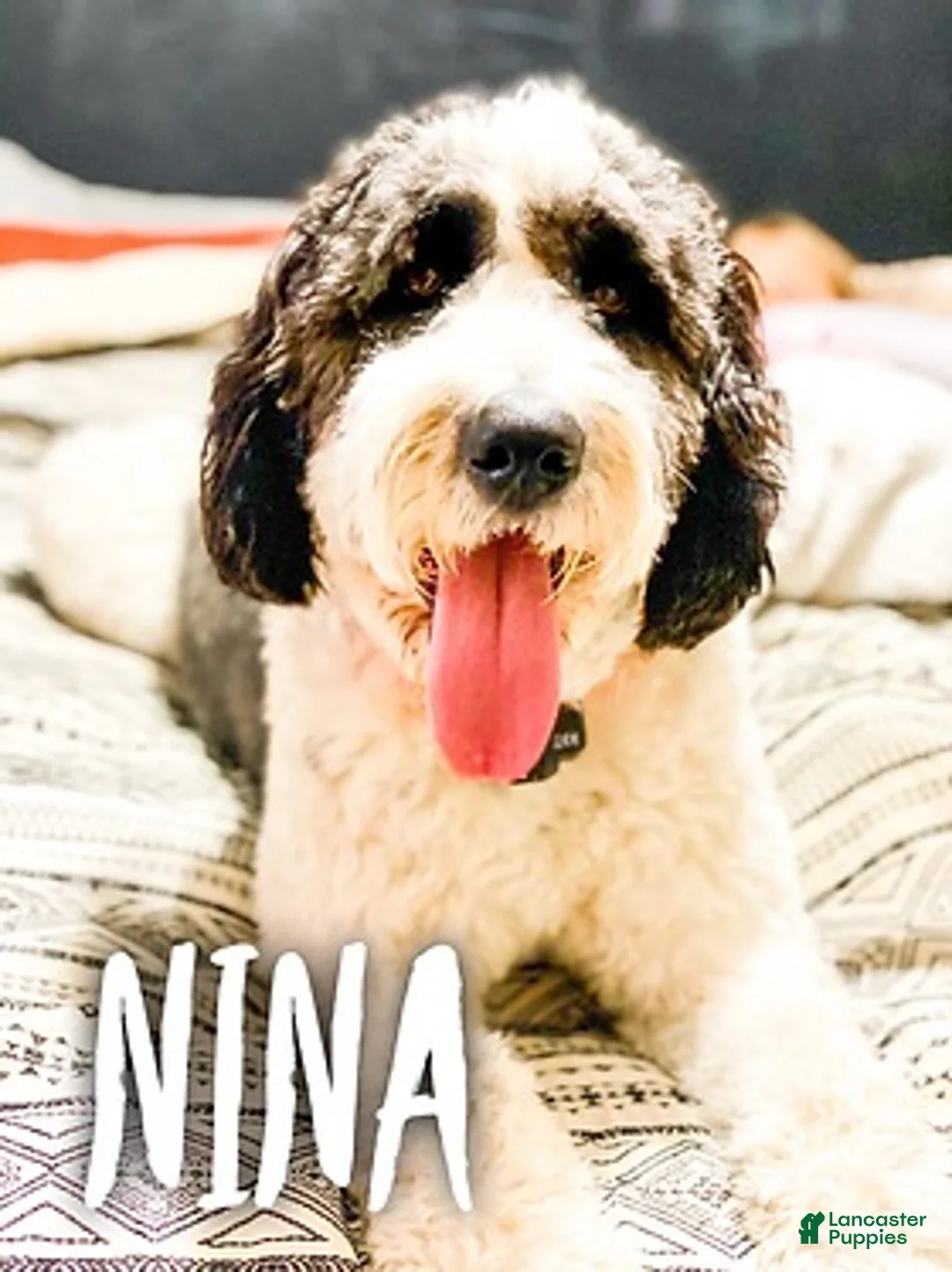 Saint Berdoodles dogs for sale: Nile - Ad 2