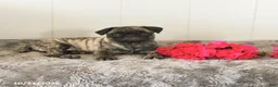 Pug dogs for sale: Maggie - Ad 4