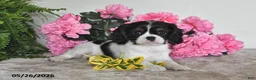 Cavalier King Charles Spaniel dogs for sale: Samantha - Ad 4